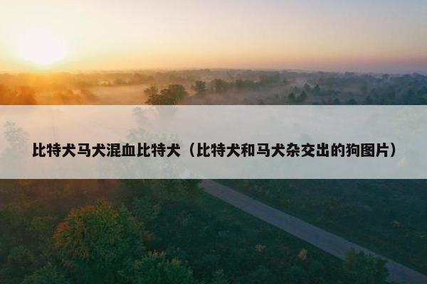 比特犬马犬混血比特犬（比特犬和马犬杂交出的狗图片）