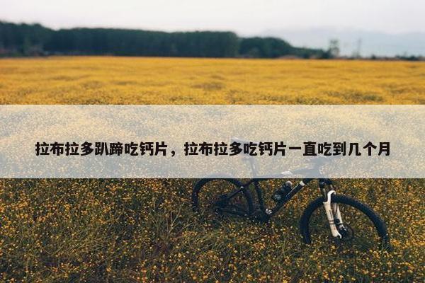 拉布拉多趴蹄吃钙片，拉布拉多吃钙片一直吃到几个月