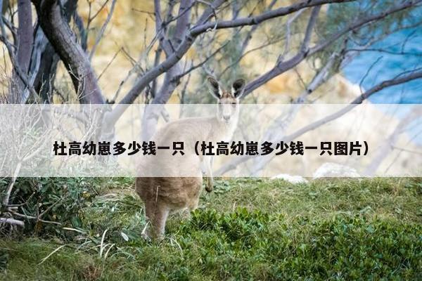 杜高幼崽多少钱一只（杜高幼崽多少钱一只图片）