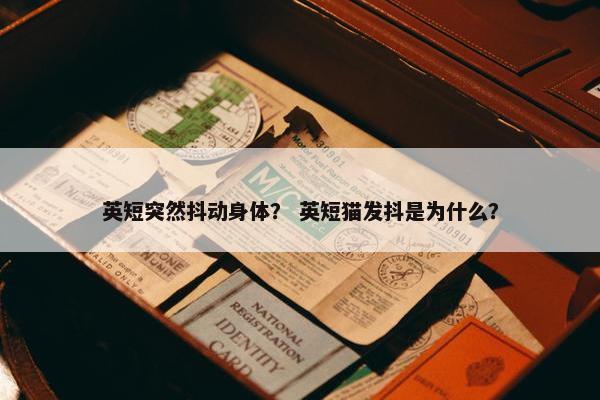 英短突然抖动身体？ 英短猫发抖是为什么？
