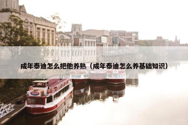 成年泰迪怎么把他养熟（成年泰迪怎么养基础知识）