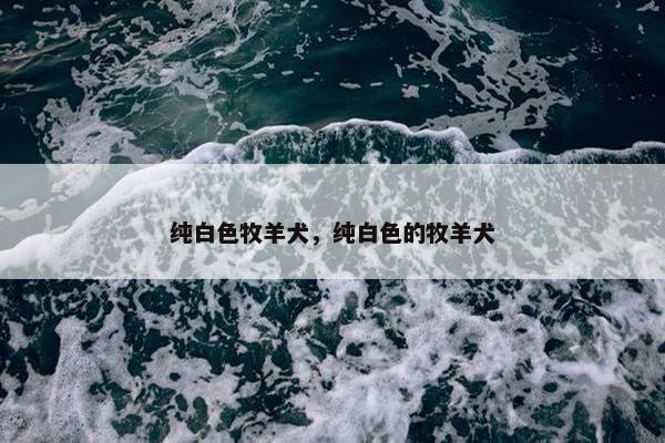 纯白色牧羊犬，纯白色的牧羊犬