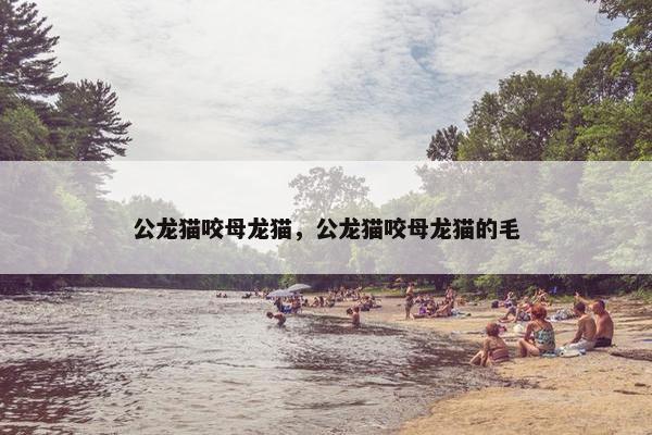 公龙猫咬母龙猫，公龙猫咬母龙猫的毛