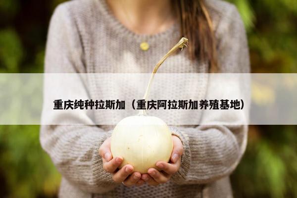 重庆纯种拉斯加（重庆阿拉斯加养殖基地）