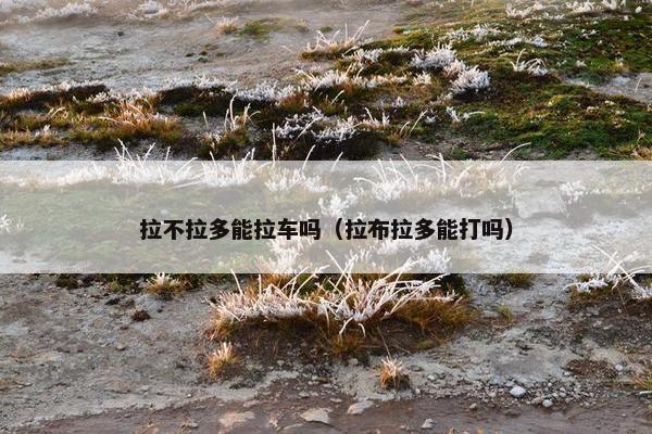 拉不拉多能拉车吗（拉布拉多能打吗）