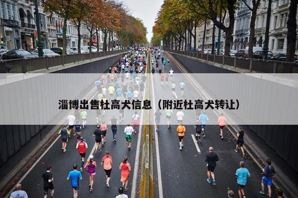 淄博出售杜高犬信息（附近杜高犬转让）