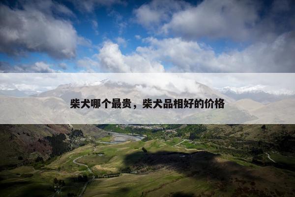 柴犬哪个最贵，柴犬品相好的价格