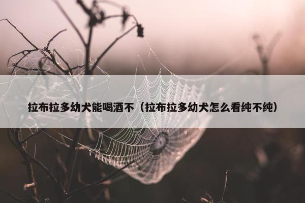 拉布拉多幼犬能喝酒不（拉布拉多幼犬怎么看纯不纯）