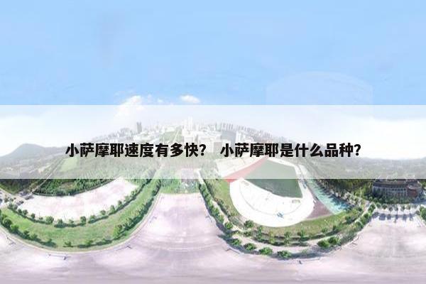 小萨摩耶速度有多快？ 小萨摩耶是什么品种？