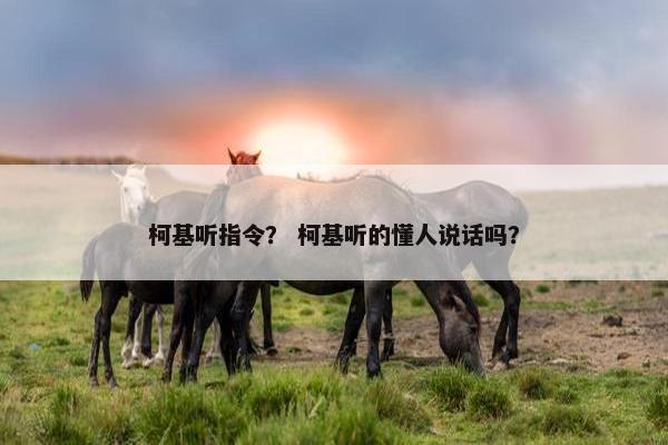 柯基听指令？ 柯基听的懂人说话吗？