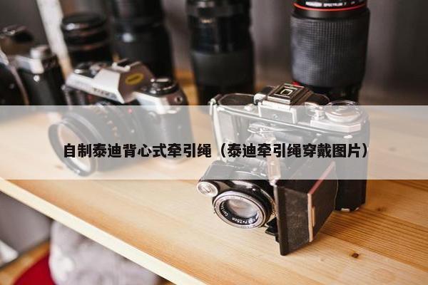 自制泰迪背心式牵引绳（泰迪牵引绳穿戴图片）