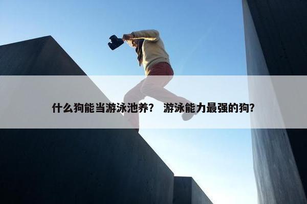 什么狗能当游泳池养？ 游泳能力最强的狗？