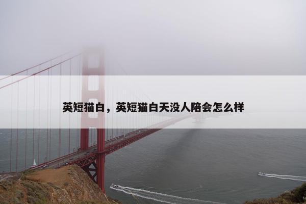 英短猫白，英短猫白天没人陪会怎么样