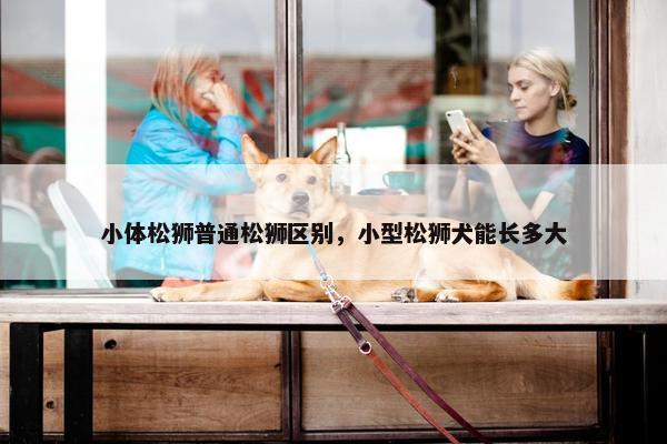 小体松狮普通松狮区别，小型松狮犬能长多大