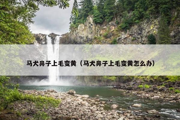 马犬鼻子上毛变黄（马犬鼻子上毛变黄怎么办）