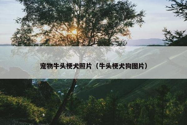 宠物牛头梗犬照片（牛头梗犬狗图片）