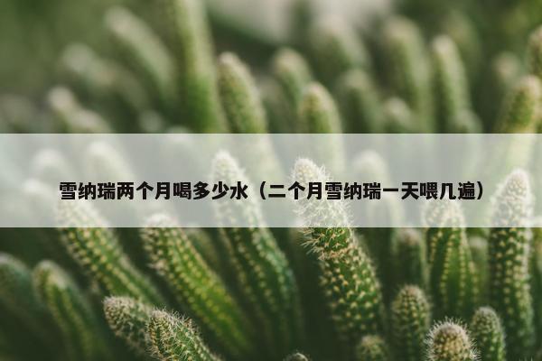 雪纳瑞两个月喝多少水（二个月雪纳瑞一天喂几遍）