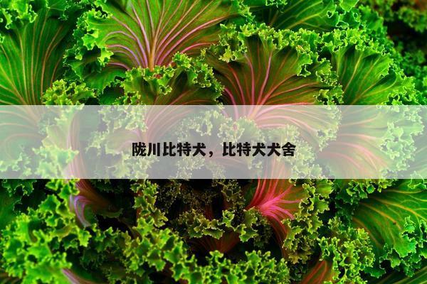 陇川比特犬，比特犬犬舍