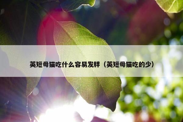 英短母猫吃什么容易发胖（英短母猫吃的少）