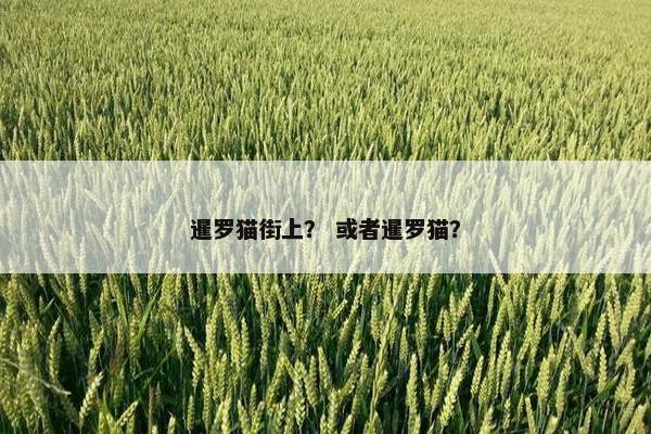 暹罗猫街上？ 或者暹罗猫？