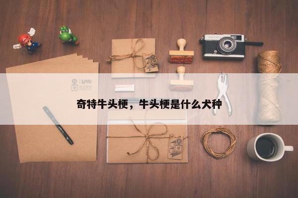 奇特牛头梗，牛头梗是什么犬种
