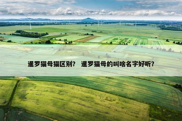 暹罗猫母猫区别？ 暹罗猫母的叫啥名字好听？