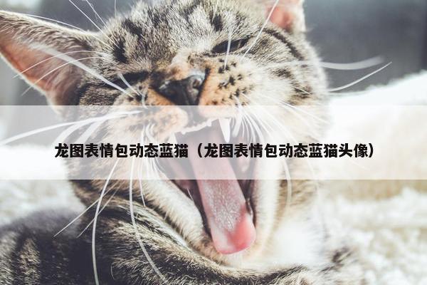 龙图表情包动态蓝猫（龙图表情包动态蓝猫头像）