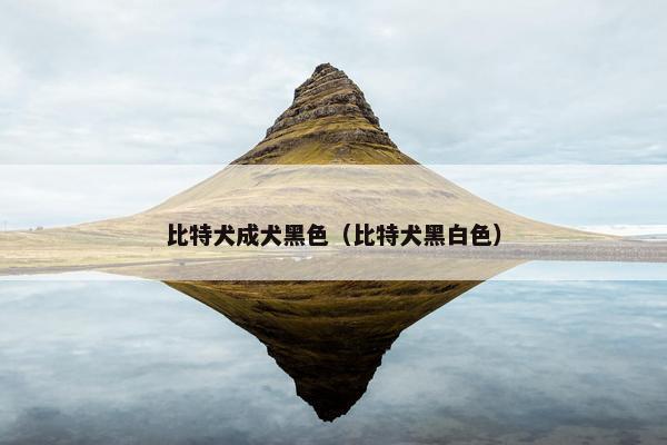 比特犬成犬黑色（比特犬黑白色）