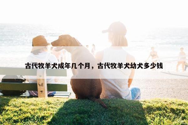 古代牧羊犬成年几个月，古代牧羊犬幼犬多少钱