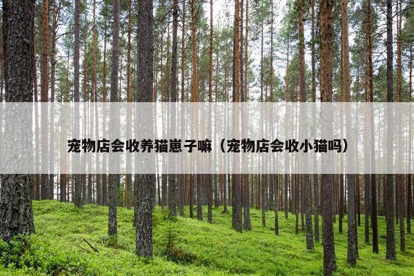 宠物店会收养猫崽子嘛（宠物店会收小猫吗）
