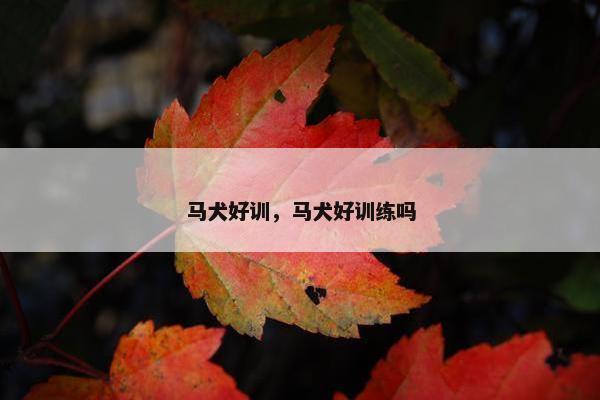 马犬好训，马犬好训练吗