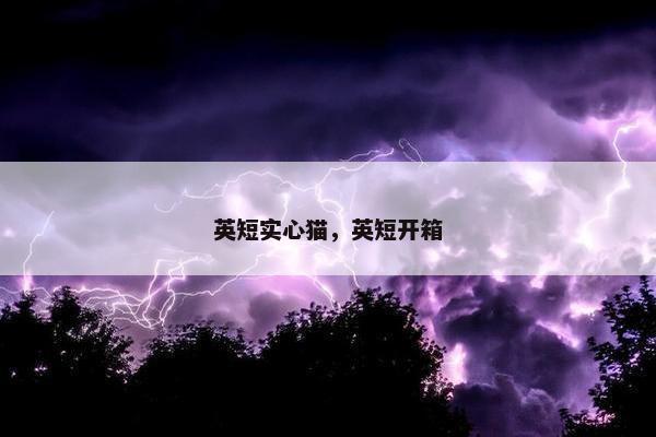 英短实心猫，英短开箱