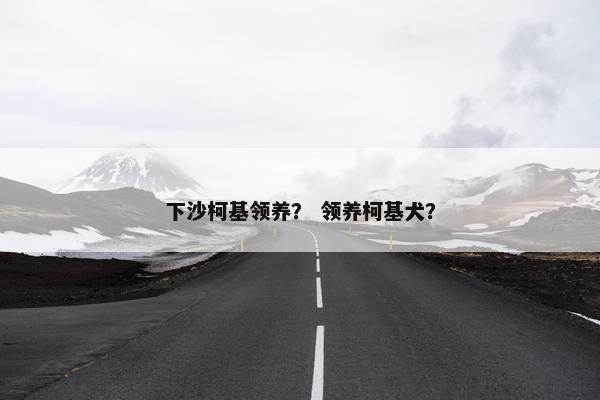 下沙柯基领养？ 领养柯基犬？