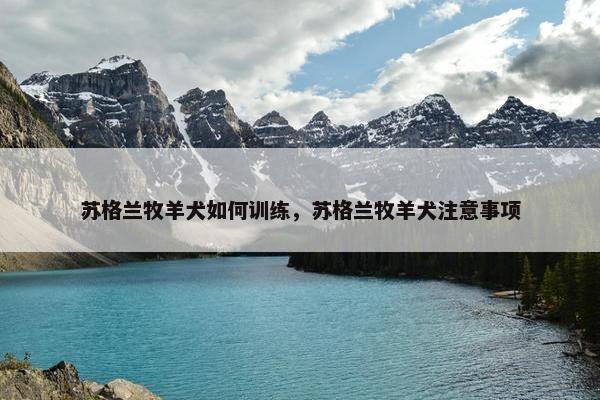苏格兰牧羊犬如何训练，苏格兰牧羊犬注意事项