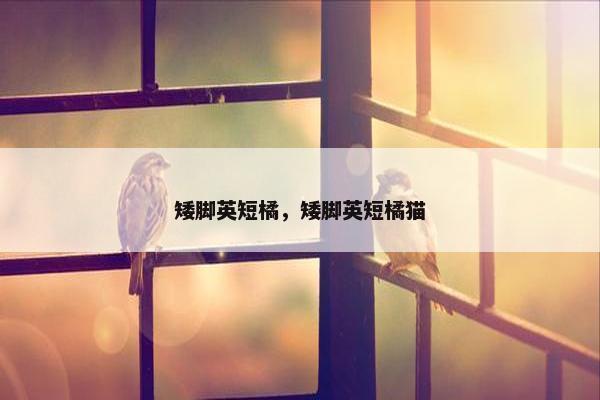 矮脚英短橘，矮脚英短橘猫