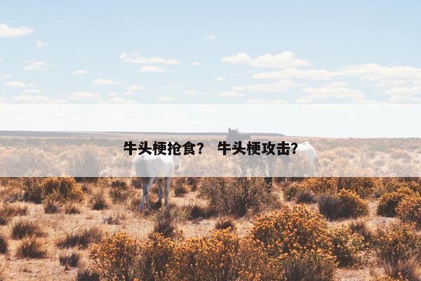 牛头梗抢食？ 牛头梗攻击？