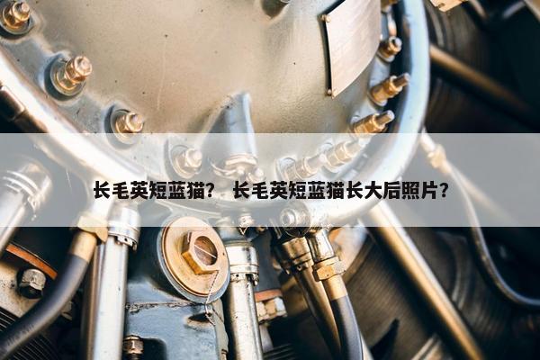 长毛英短蓝猫？ 长毛英短蓝猫长大后照片？