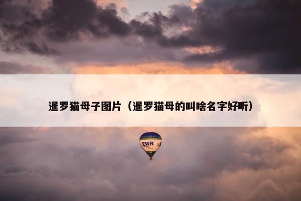 暹罗猫母子图片（暹罗猫母的叫啥名字好听）