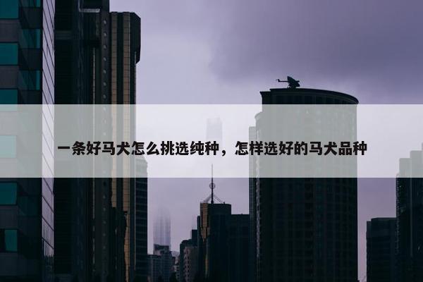 一条好马犬怎么挑选纯种，怎样选好的马犬品种