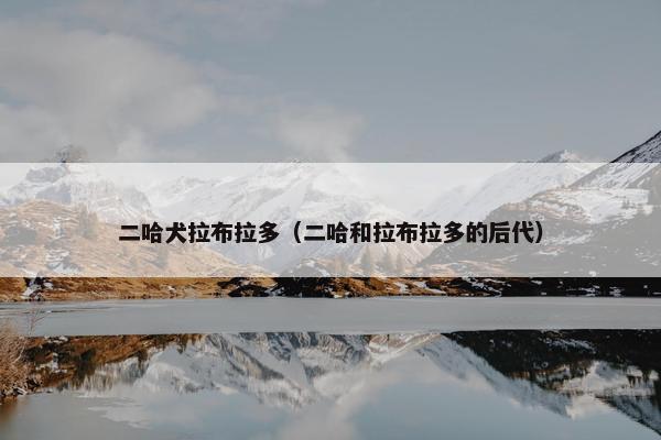 二哈犬拉布拉多（二哈和拉布拉多的后代）