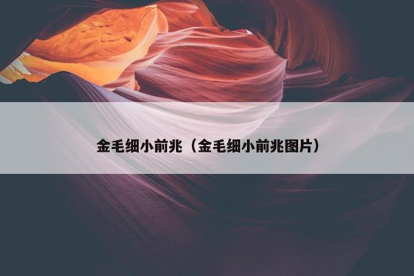 金毛细小前兆（金毛细小前兆图片）