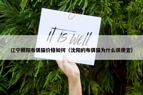 辽宁朝阳布偶猫价格如何（沈阳的布偶猫为什么很便宜）