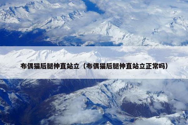 布偶猫后腿伸直站立（布偶猫后腿伸直站立正常吗）