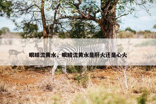 眼睛流黄水，眼睛流黄水是肝火还是心火