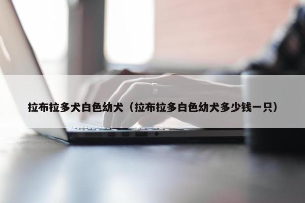 拉布拉多犬白色幼犬（拉布拉多白色幼犬多少钱一只）