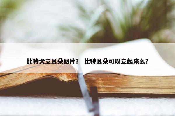 比特犬立耳朵图片？ 比特耳朵可以立起来么？