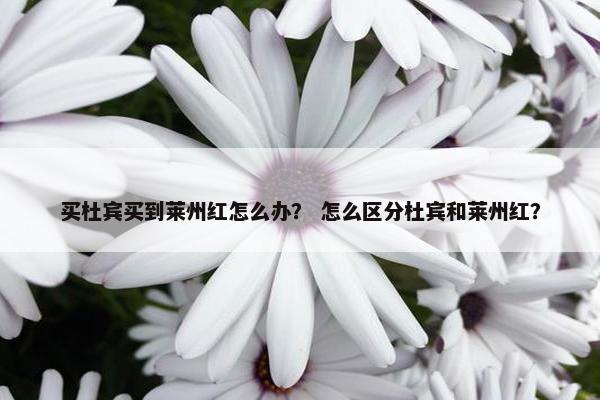 买杜宾买到莱州红怎么办？ 怎么区分杜宾和莱州红？