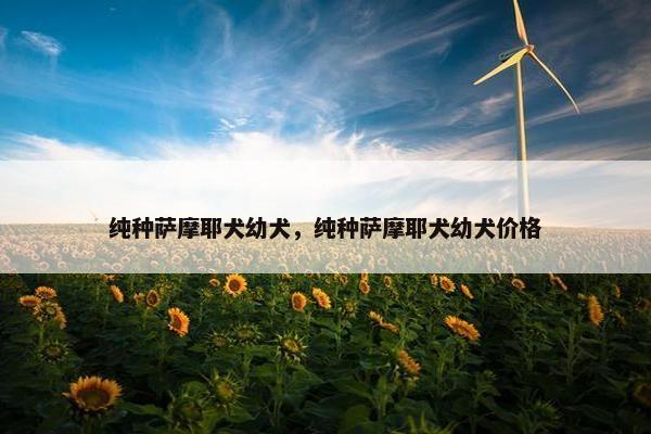 纯种萨摩耶犬幼犬，纯种萨摩耶犬幼犬价格