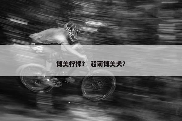 博美柠檬？ 超萌博美犬？