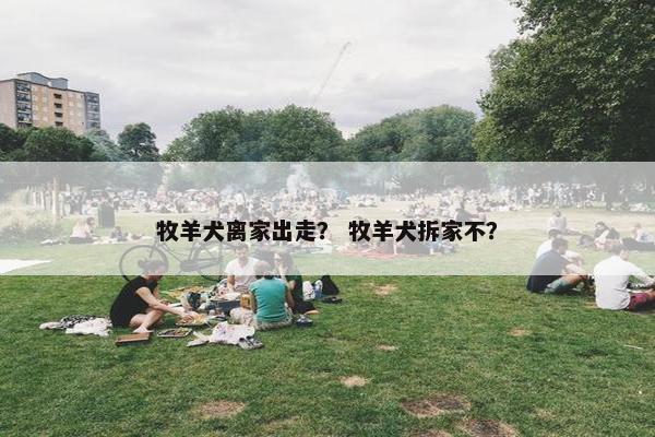 牧羊犬离家出走？ 牧羊犬拆家不？